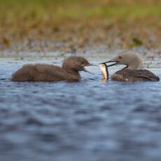 Red-throated Diver (Gavia stellata), Shetland Islands, Scotland (Under Schedule 1 Licence)