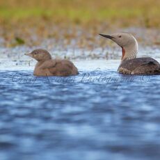 Red-throated Diver (Gavia stellata), Shetland Islands, Scotland (Under Schedule 1 Licence)