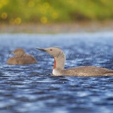 Red-throated Diver (Gavia stellata), Shetland Islands, Scotland (Under Schedule 1 Licence)