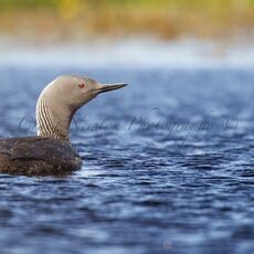 Red-throated Diver (Gavia stellata), Shetland Islands, Scotland (Under Schedule 1 Licence)