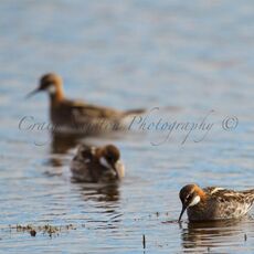 Red-necked Phalarope (Phalaropus lobatus), Dunnrossness, Scotland