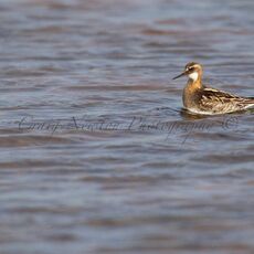 Red-necked Phalarope (Phalaropus lobatus), Dunnrossness, Scotland