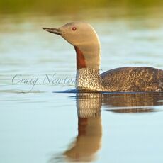 Red-throated Diver (Gavia stellata), Shetland Islands, Scotland (Under Schedule 1 Licence)