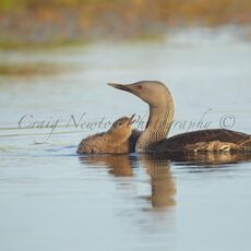 Red-throated Diver (Gavia stellata), Shetland Islands, Scotland (Under Schedule 1 Licence)