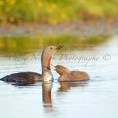 Red-throated Diver (Gavia stellata), Shetland Islands, Scotland (Under Schedule 1 Licence)