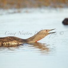 Red-throated Diver (Gavia stellata), Shetland Islands, Scotland (Under Schedule 1 Licence)