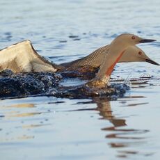 Red-throated Diver (Gavia stellata), Shetland Islands, Scotland (Under Schedule 1 Licence)
