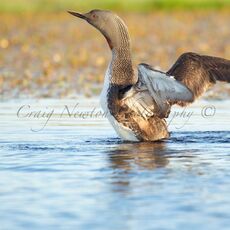 Red-throated Diver (Gavia stellata), Shetland Islands, Scotland (Under Schedule 1 Licence)