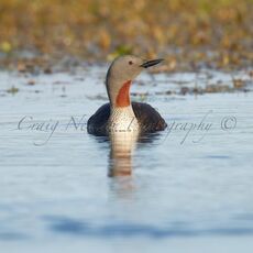 Red-throated Diver (Gavia stellata), Shetland Islands, Scotland (Under Schedule 1 Licence)