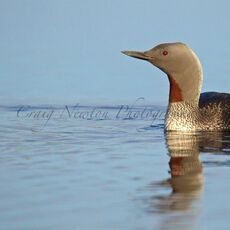 Red-throated Diver (Gavia stellata), Shetland Islands, Scotland (Under Schedule 1 Licence)