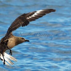 Great Skua (Stercorarius skua), Isle of Noss, Scotland
