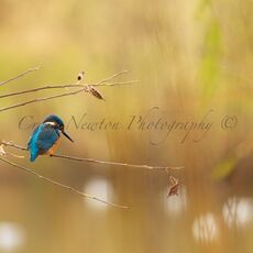 Common Kingfisher (Alcedo atthis), Edinburgh, Scotland
