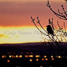 Carrion Crow (Corvus corone), Edinburgh, Scotland