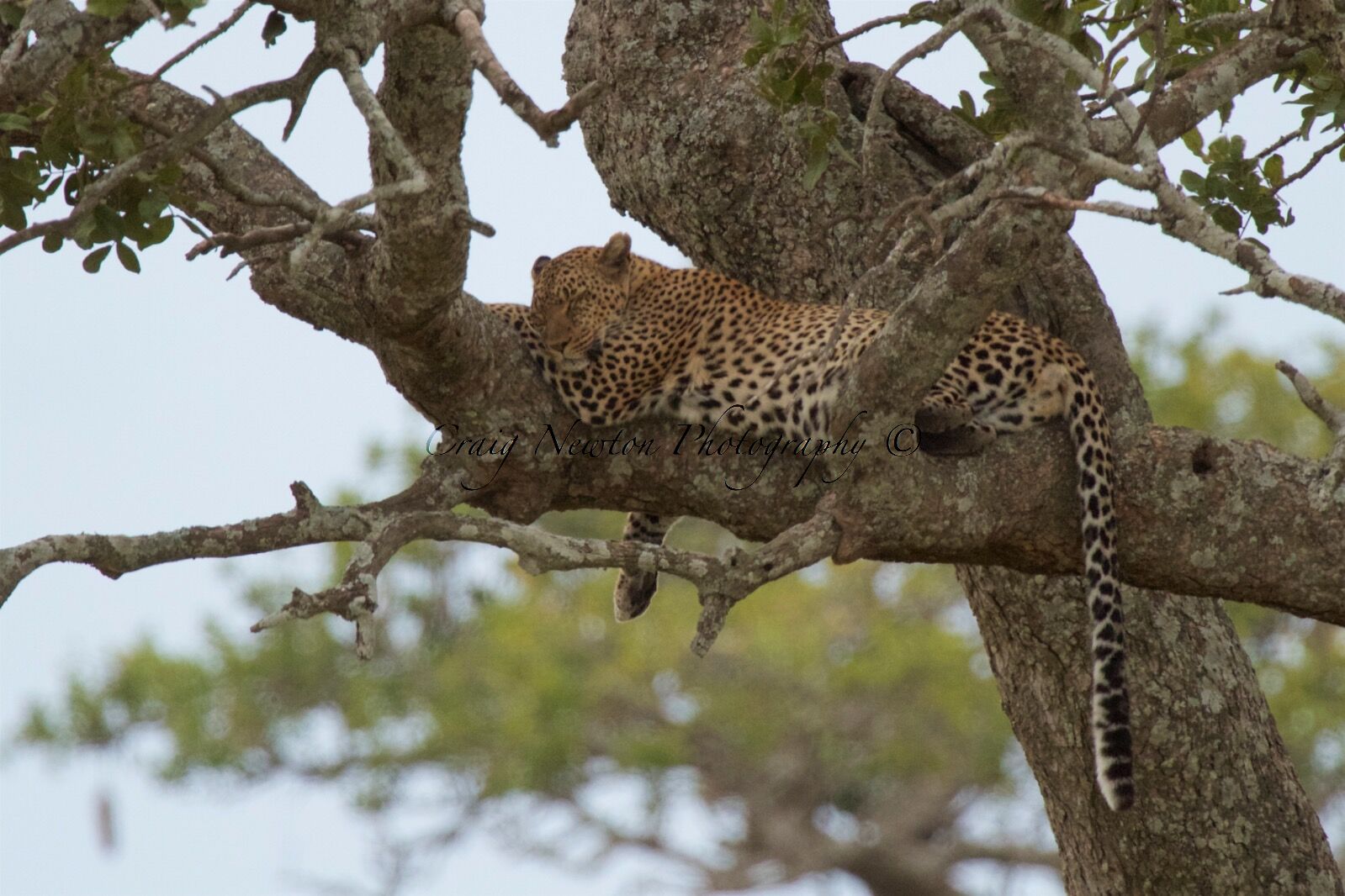 African Leopard (Panthera pardus pardus), Serengeti NP, Tanzania