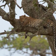 Africa 