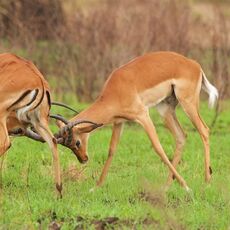 Kenyan Impala (Aepyceros melampus), Serengeti NP, Tanzania