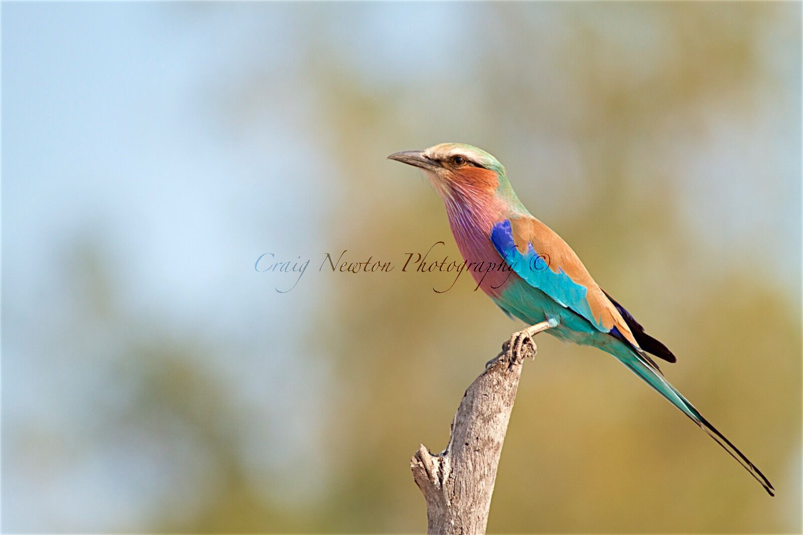 Lilac-breasted Roller (Coracias caudatus), Mwandi, Zambia