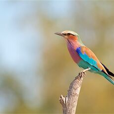 Lilac-breasted Roller (Coracias caudatus), Mwandi, Zambia