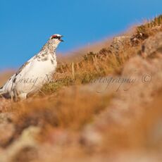 Rock Ptarmigan (Lagopus muta), Cairn Gorm Mountain Cairngorms NP, Scotland