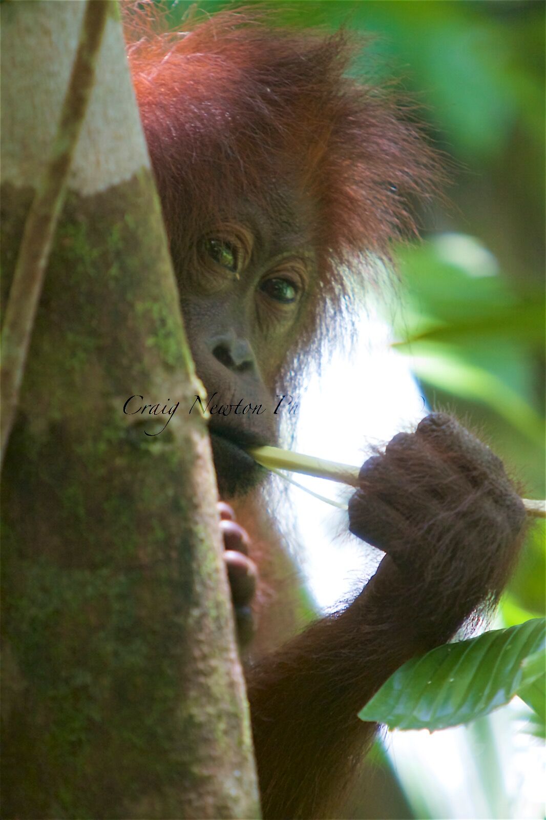 Bornean Orang-utan (Pongo pygmaeus), Kinabatangan Wildlife Sanctuary, Sabah, Malaysia