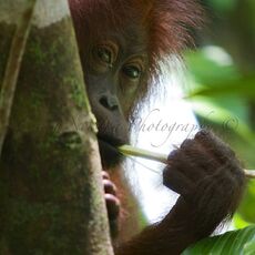 Bornean Orang-utan (Pongo pygmaeus), Kinabatangan Wildlife Sanctuary, Sabah, Malaysia
