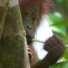 Bornean Orang-utan (Pongo pygmaeus), Kinabatangan Wildlife Sanctuary, Sabah, Malaysia