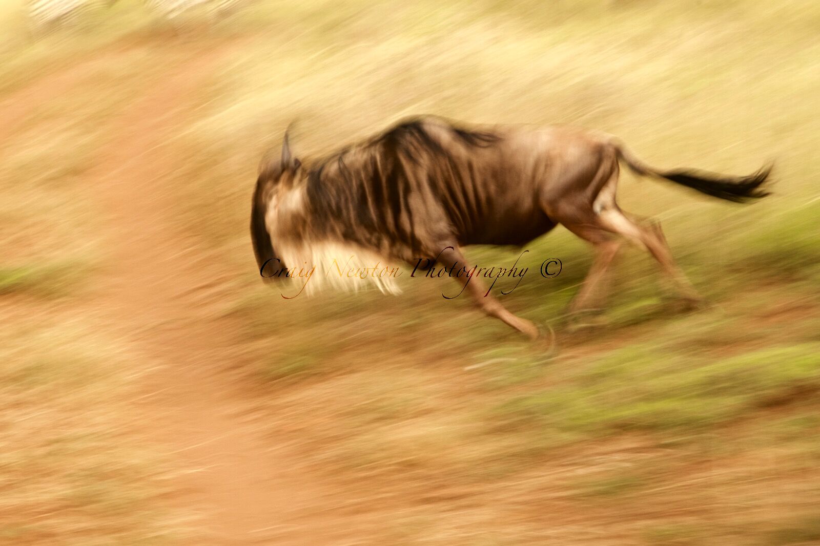 Blue Wildebeest (Connochaetes taurinus), Serengeti NP, Tanzania