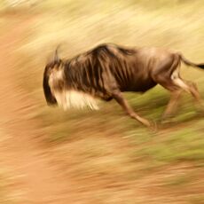 Blue Wildebeest (Connochaetes taurinus), Serengeti NP, Tanzania