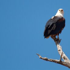 African Fish Eagle (Icthyophaga vocifer), Chobe NP, Botswana