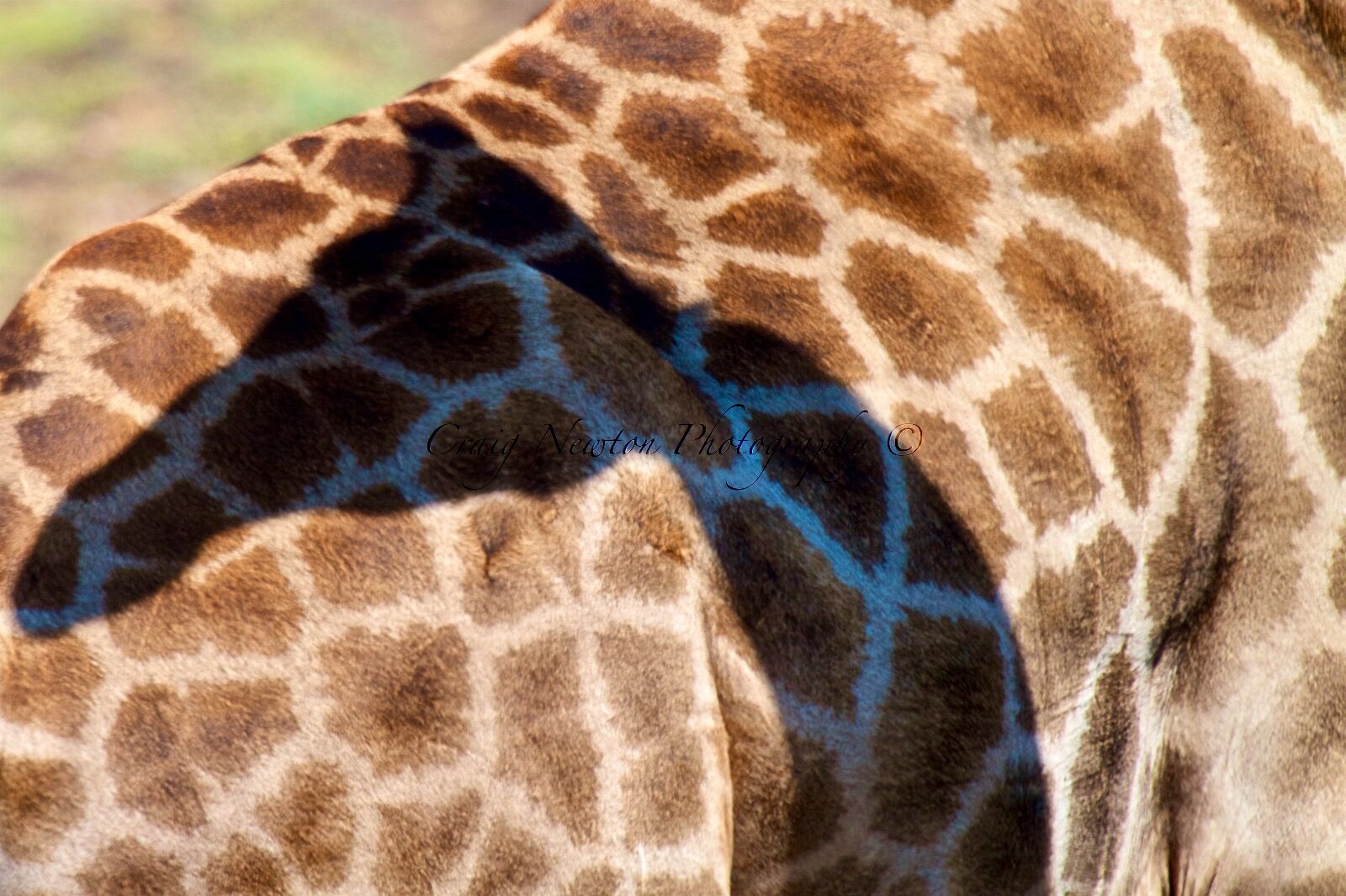Angolan giraffe (Giraffa giraffa angolensis) Chobe NP, Botswana