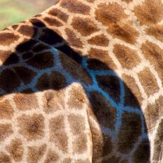 Angolan giraffe (Giraffa giraffa angolensis) Chobe NP, Botswana