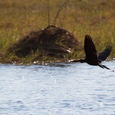 African Darter (Anhinga rufa), Chobe NP, Botswana