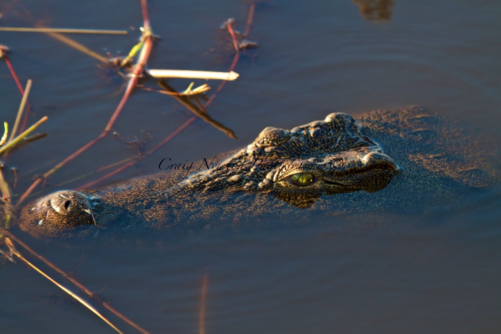 Nile Crocodile (Crocodylus niloticus), Chobe NP, Botswana