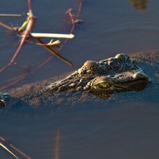 Nile Crocodile (Crocodylus niloticus), Chobe NP, Botswana