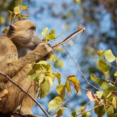 Chacma Baboon (Papio ursinus), Victoria Falls, Zambia