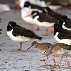 Common Redshank (Tringa totanus) & Eurasian Oystercatcher (Haematopus ostralegus), Edinburgh, Scotland