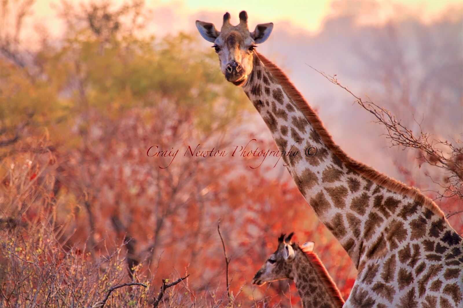 Angolan Giraffe (Giraffa giraffa angolensis), Mosi-oa-Tunya NP, Zambia