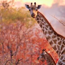 Angolan Giraffe (Giraffa giraffa angolensis), Mosi-oa-Tunya NP, Zambia