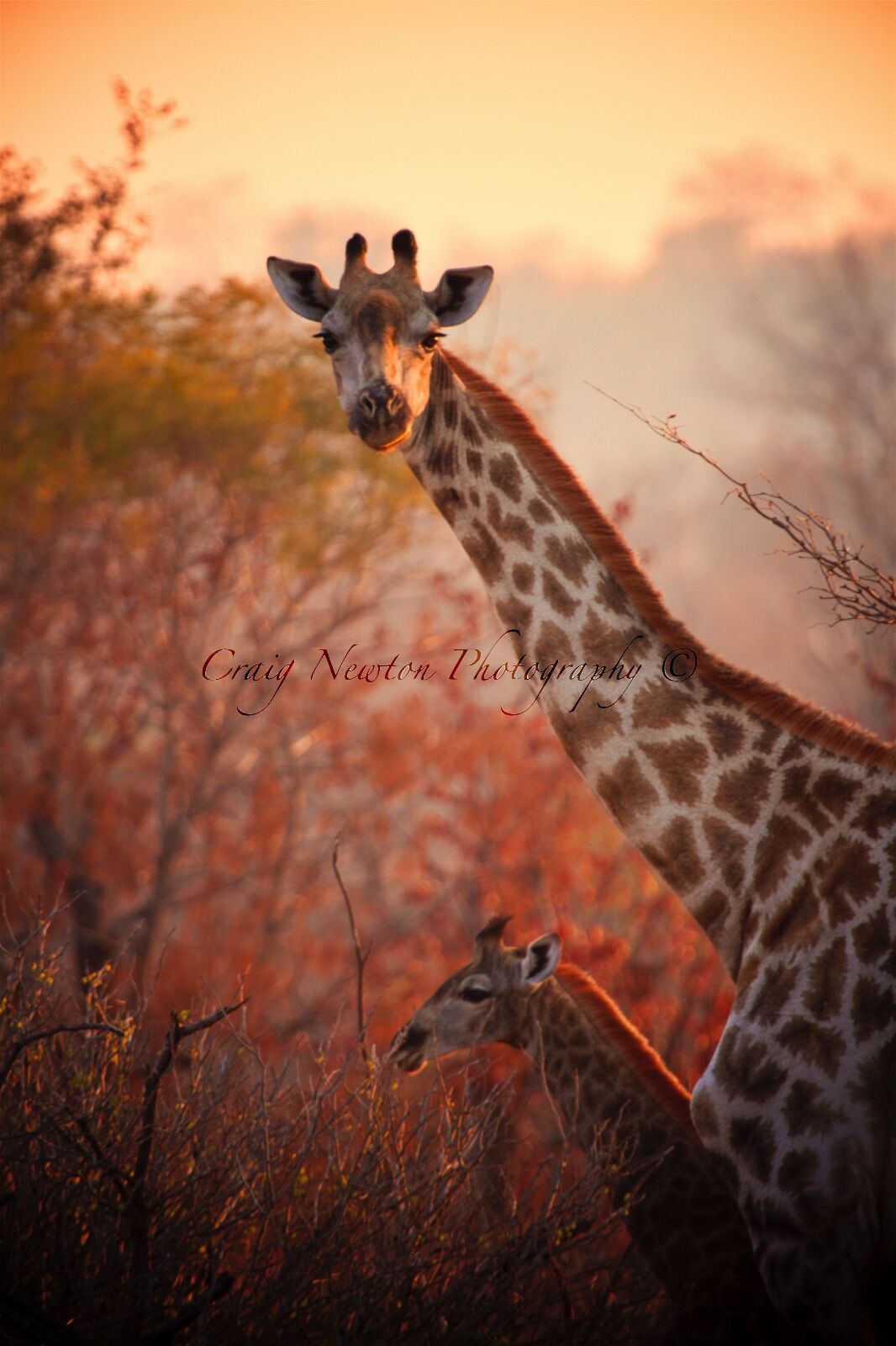 Angolan Giraffe (Giraffa giraffa angolensis), Mosi-oa-Tunya NP, Zambia
