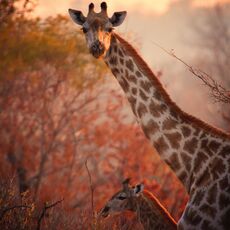 Angolan Giraffe (Giraffa giraffa angolensis), Mosi-oa-Tunya NP, Zambia