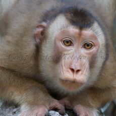 Southern Pig-tailed Macaque (Macaca nemestrina), Kinabatangan Wildlife Sanctuary, Sabah, Malaysia
