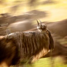 Blue Wildebeest (Connochaetes taurinus), Serengeti NP, Tanzania