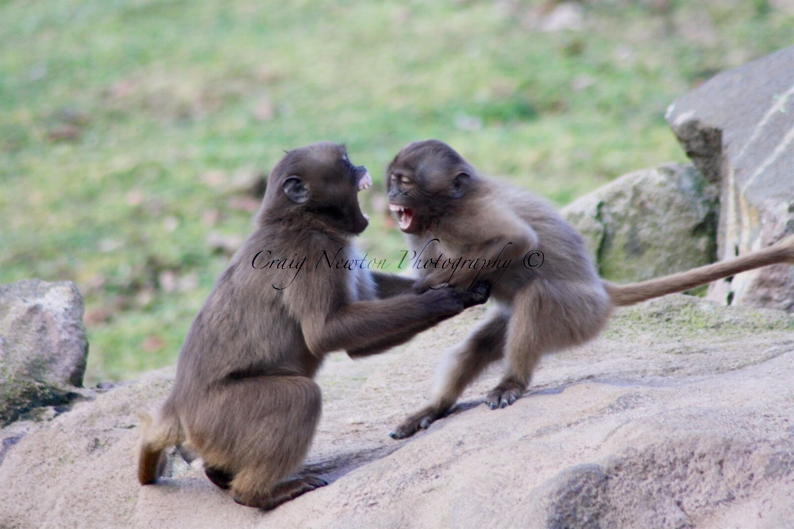 Gelada (Theropithecus gelada), Captive