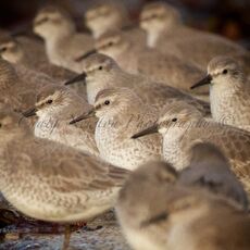 Knot (Calidris cants), Edinburgh, Scotland