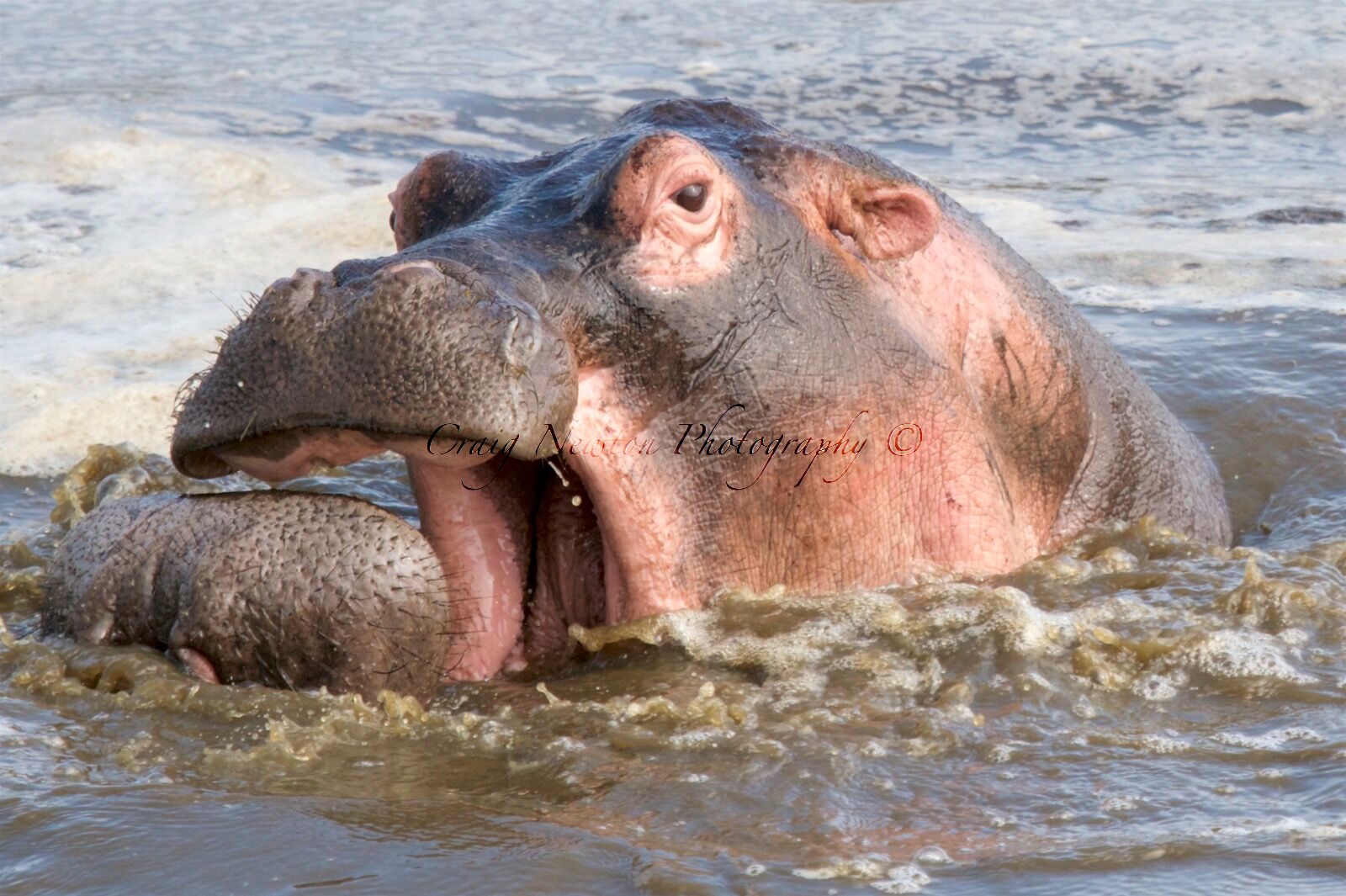 Hippopotamus (Hippopotamus amphibius), Serengeti NP, Tanzania