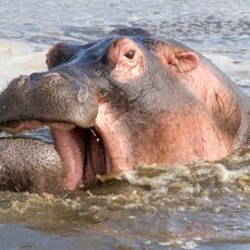 Hippopotamus (Hippopotamus amphibius), Serengeti NP, Tanzania