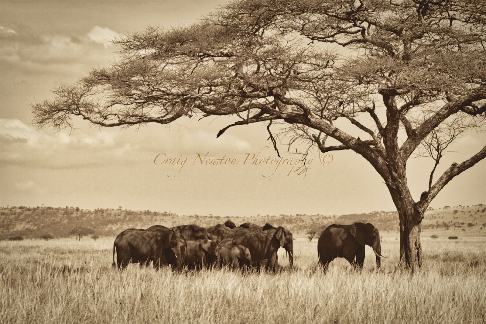 African Bush Elephant (Loxodonta africana), Serengeti NP, Tanzania