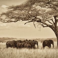 African Bush Elephant (Loxodonta africana), Serengeti NP, Tanzania
