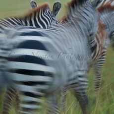 Burchell's Zebra (Equus quagga burchellii), Serengeti NP, Tanzania