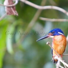Blue-eared Kingfisher (Alcedo meninting), Kinabatangan Wildlife Sanctuary, Sabah, Malaysia